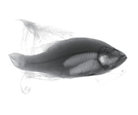 Sistema de inspección por rayos X preciso para detectar sustancias extrañas en alimentos congelados para barbos marinos